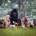 雑種犬がかわいい！…
