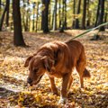 犬が散歩中にリード…