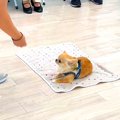 犬の保育園の『授業…