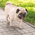 『太っている犬がし…