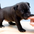 犬の噛み癖を直すべ…