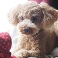 愛犬に尊敬される飼…