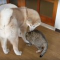 柴姉さんは私が守る…