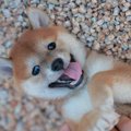 犬の性格は成犬でも…