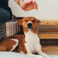 犬を緊張させてしま…
