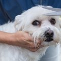 犬のトリミングは冬…