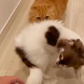 犬猫3匹に『ただいま…