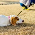 犬が『お散歩を拒否…