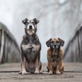 保護犬を飼う時に必…