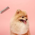 犬の毛並みが悪くな…