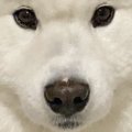 飼い主『今日まゆげ…
