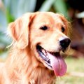 大型犬が温厚で優し…