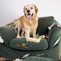 犬を放し飼いすると…