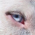 ‎犬の瞬膜ってなに？…