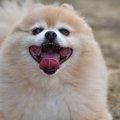 犬を太らせてしまう…