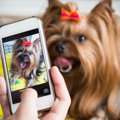 犬を『スマホ撮影』…