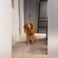 犬がライオンに変身…