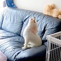 『留守番が苦手な犬…