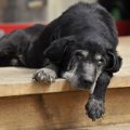 老犬がかかりやすい…