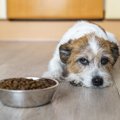 愛犬が『ご飯を残し…