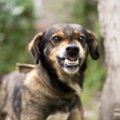 人が狂犬病にかかる…