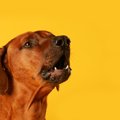 犬の無駄吠えを止め…