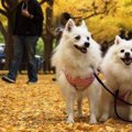 【神宮外苑】愛犬と…