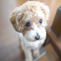 犬が叱られたときに…