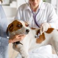 今すぐ病院へ！犬の…