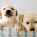 犬の性格はどうやっ…