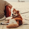 犬と一緒に音楽を楽…