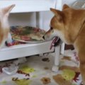 「だからダメだって…