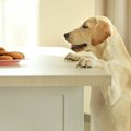 犬が飼い主が食べて…