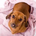 愛犬の「オシッコの…