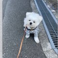 お散歩中なのに眠い…