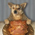犬がベーコンを食べ…