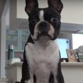 パパに何かを要求す…