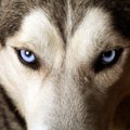 なぜ犬は「追跡型ハ…