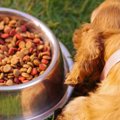 犬がごはんを食べな…