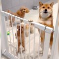 『他の犬まで…』 ペ…