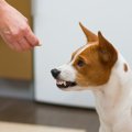 犬は「いじわるな人…