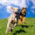 犬は他の犬のことを…