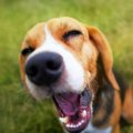 犬が「ちょっとウザ…