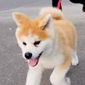 生後3ヶ月の秋田犬が…