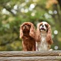 『初心者が飼いやす…