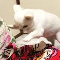 なぜか飼い主に怒り…