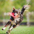 犬が死ぬまでに飼い…