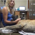 水路に犬！人々の協…