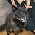水が苦手な犬に『お…