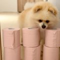 トイレットペーパー…